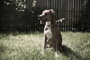 dog fence richmond