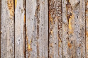 mold wood fence