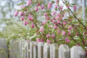 How to Paint or Stain Your Wood Fence