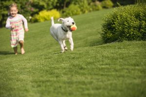 3 Signs You Need A Fence For Your Property