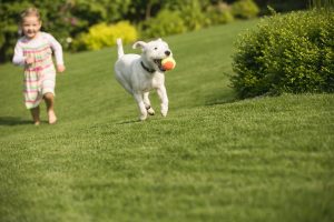 Finding The Perfect Dog Fence For Your Furry Friend