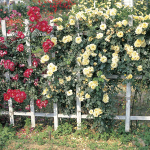 Vines on a Fence