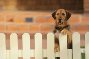 Keep Your Furry Friends Safe With a Pet Fence