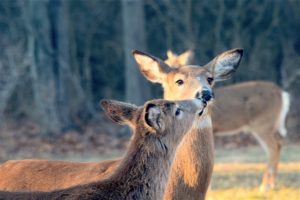 In the News: Hercules Richmond Completes VDOT Deer Fencing Contract