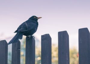 Fence Height: How Tall Should My Fence Be?