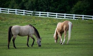 3 Common Styles of Horse Fencing