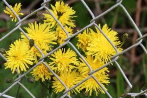 Unique Ways to Decorate a Chain Link Fence