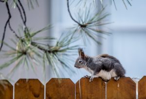 Residential Fence Maintenance: Getting Ready for Fall