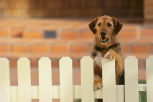 hercules fence richmond fencing options for pet owners