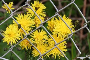 hercules fence richmond chain-link fencing