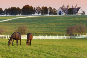 horse fencing