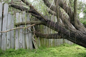 neighbor's tree