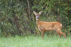 deer fence