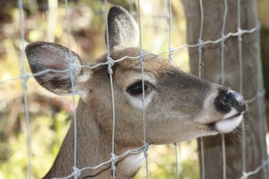 deer-fence