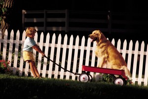 dog-fence