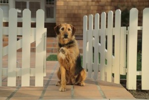 Dog Friendly Fencing