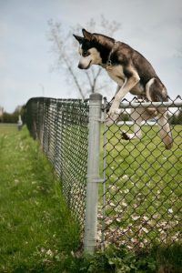 fence for a big dog