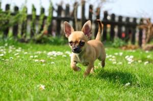 small dog fence