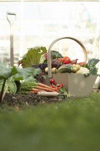 vegetable garden 