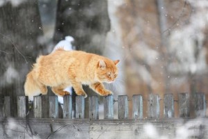 Wooden Fence in Winter